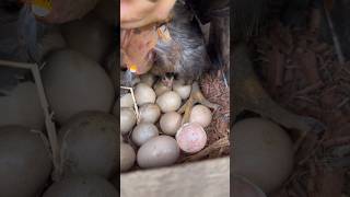 broody hen hatching guinea fowl eggs  hen hatching eggs to chicks 🐣 [upl. by Idhem]