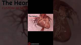 The Heart 3D Model  cardiology [upl. by Nuahs113]