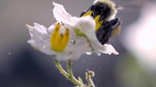 SloMo Footage of a Bumble Bee Dislodging Pollen [upl. by Nidroj97]