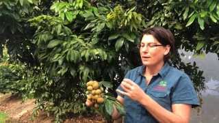 Longan Kohala Grafted Fruit Tree  Shows Fruit and Tree with Plant Growing Guide [upl. by Drisko]