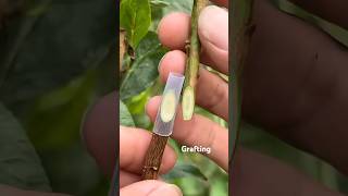 Best Method To Graft Fruit Trees shorts grafting fruit tree viralvideo youtubeshorts [upl. by Michele105]