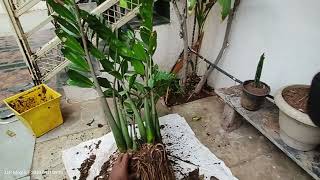 Zamioculcas zamiifolia ZZ plant Zuzu plant aroid palm [upl. by Annoyik]