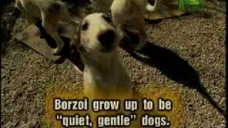 Breed All About It  Borzoi [upl. by Karole]