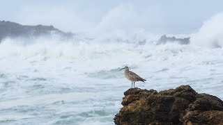 Whimbrels Birding on the California coast [upl. by Ellesor]