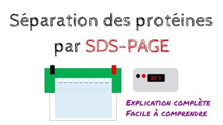 Séparation des protéines par ÉLECTROPHORÈSE SDSPAGE  Biochimie Facile [upl. by Eetak]