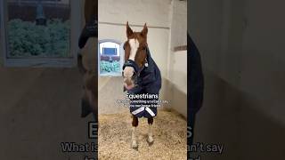 Share your answers ❤️‍🔥 equestrian horse horses pony pferde cheval hest trending funny [upl. by Tterb]