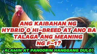 ANG KAIBAHAN NG HYBRID O HIBREED AT ANO BA TALAGA ANG MEANING NG F1backyardfarming chicken [upl. by Kristo]