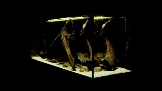 Geophagus Tapajos Red Head Fish Tank  New Aquarium Setup Update [upl. by Anelrahc]