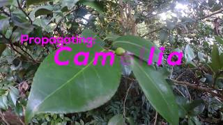 How To Propagate Camellia By Cuttings Pink Camellia Sasanqua [upl. by Kant]