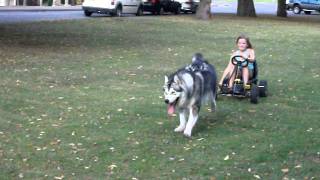 Alaskan Malamute pulling [upl. by Humble]