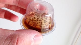 Trick to get rid of fruit flies naturally  quotDropInsquot Fruit Fly Trap Review [upl. by Ettenajna]