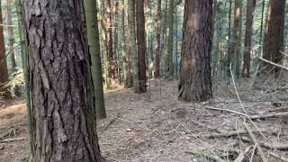 A wonderful forest in our Carpathians 16102022 [upl. by Goeger266]