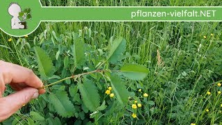 Großer Wiesenknopf  WuchsUpdate  030518 Sanguisorba officinalis  essbare Wildpflanzen [upl. by Ydnamron613]