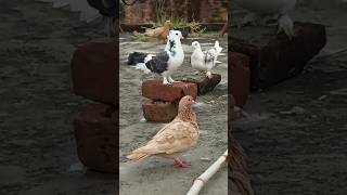 Chotiyal Khal Kabutar bird columbidae kabootar pigeion 1407 [upl. by Susi265]