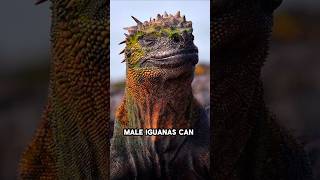 Real life Godzilla  The Marine Iguana  Sea lizard shorts animals facts [upl. by Kenon856]