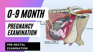 Pregnancy Diagnosis in Bovine  Determination of Pregnancy  Perrectal examination09 month preg [upl. by Ahsiema361]