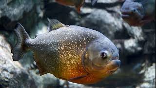 Facts The RedBellied Piranha [upl. by Neema]