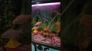 FISH BOX AQUARIUMtokyovideofunny [upl. by Rma]