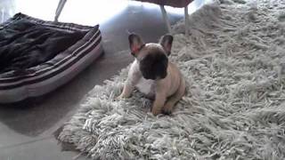 Franse Bulldog 8 weken oud [upl. by Balac]