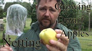 Growing Dwarf Apples amp Netting from Pests Golden Dorset [upl. by Oetomit932]