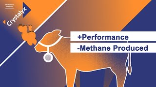 Crystalyx Cattle Booster Research Proven to Reduce Methane Emissions in Growing Cattle [upl. by Mintz]