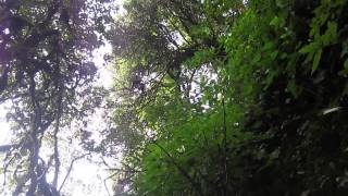 Worlds first footage of the newly discovered Myanmar snubnosed monkey [upl. by Vahe934]