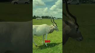 Animal Series ADDAX wildlife youtubeshorts youtube [upl. by Laurette]