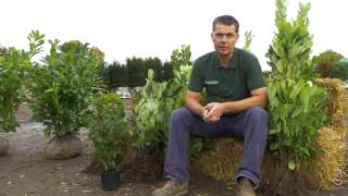 All you need to know about Laurel Hedging Plants  Hopes Grove Nurseries [upl. by Claudy997]