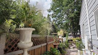 Planting Fall Containers Kale Pansies Violas and Frosted Explosion Grass Its THAT time here [upl. by Eibloc]