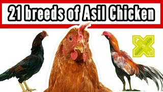 Asil Chicken 21 Breeds amp Types in World [upl. by Xenos]