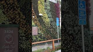 Succulents growing on the wall such a creative way to decorate the exterior of a school [upl. by Hanna]