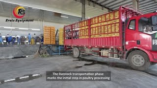 Streamlining Livestock Transportation in Poultry Processing [upl. by Silver897]