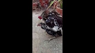 How do chickens mate and how do chicks hatch from eggs [upl. by Asseral779]