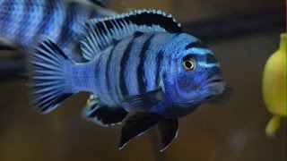 Pseudotropheus Saulosi Cichlids  Jammin [upl. by Kalie286]