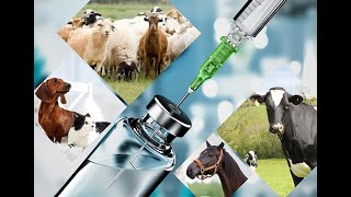 ATN BIOPHARMA  Veterinary medicine manufacturers in India [upl. by Etnemelc988]