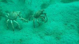 Spider Crabs [upl. by Gae]