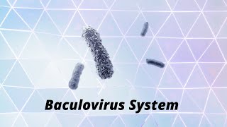 Baculovirus system [upl. by Pascha]