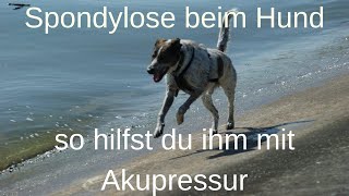 Spondylose und Akupunktur  so kannst du deinem Hund helfen [upl. by Niawtna388]