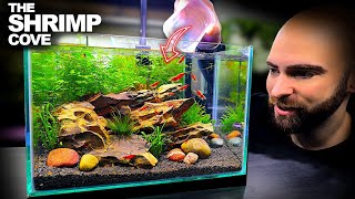 The Shrimp Cove New Neocaridina Nano Tank For Freshwater Cherry Shrimp Aquascape Tutorial [upl. by Nahtanha]