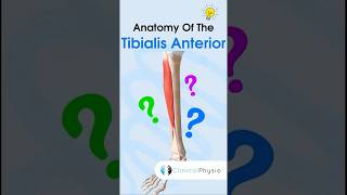 Tibialis Anterior Anatomy anatomy physiotherapy physicaltherapy tibialisanterior [upl. by Esenwahs]