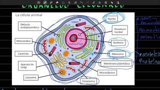ORGANELOS celulares y sus funciones  Parte 1  Preguntas tipo examen UNAM [upl. by Biggs351]