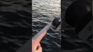 Teinehaling hummerfiske med presshjul Hobbyfisher E150MOV [upl. by Marnia]