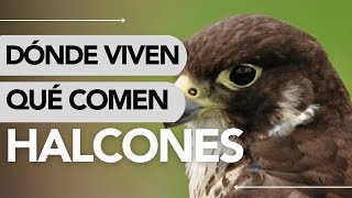 Dónde VIVEN los HALCONES y QUÉ COMEN 🤔🪶 ¡INCREÍBLE [upl. by Yaf]