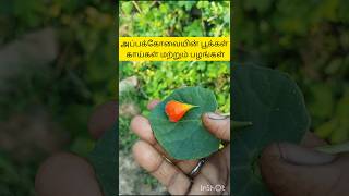 Appa kovakkai Pookkal kaigal Palangal ytshorts nature farming [upl. by Germaine]