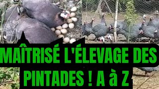 Tout savoir sur lélevage des pintades pintade elevage volailles [upl. by Wren103]