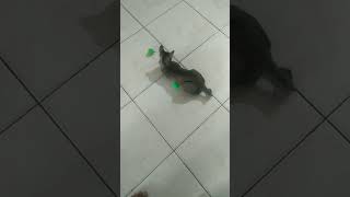 Permainan Lato Kucing [upl. by Gibby]