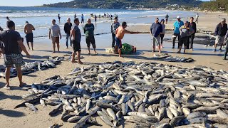 Safra da tainha 2024 210524 GaropabaSC tainhas no cerco nos barcos e peixes nas bancas fish [upl. by Pen]