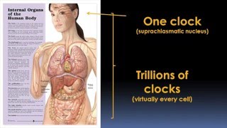 Circadian Rhythms and Your Health Video  Brigham and Womens Hospital [upl. by Maier]