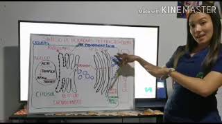 Hormonas peptidicas lipidicas y eicosanoides [upl. by Hassi]