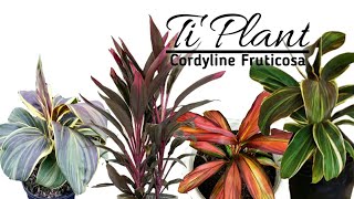 Ti PlantCordyline Fruticosa collection [upl. by Udall]